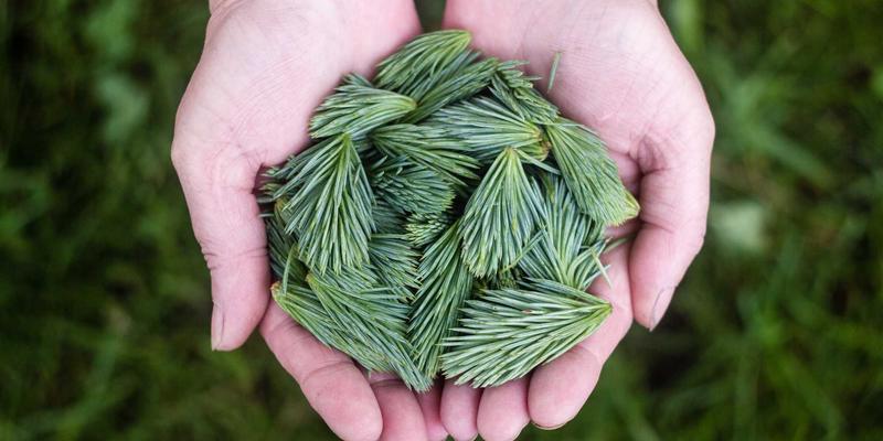 从登记制度到宠物公园：台湾宠物饲养规范与友善空间，看两岸交流中的伴侣动物照顾文化