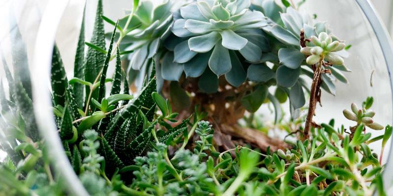 台湾生活实用教程：从美食体验到两岸沟通的温馨指南